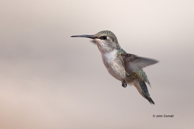 Annas-Hummingbird;Calypte-anna;Female;Flying-Bird;Hummingbird;One;Photography;ac